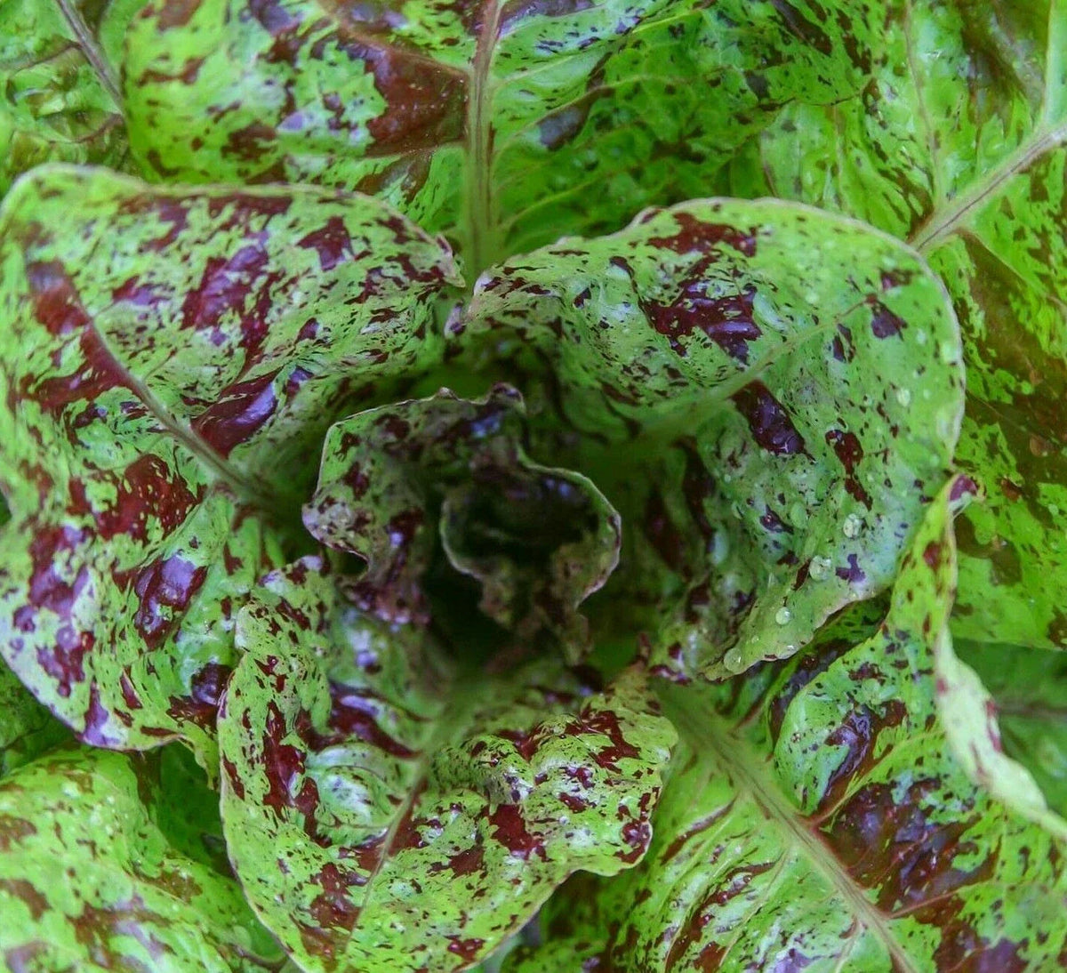 Freckles Romaine Lettuce Seeds - 1000+ Non-GMO Lactuca sativa Salad Greens for Home Garden, Raised Beds & Containers