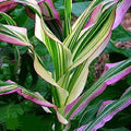 Candy Striped Corn Seeds - Pack of 20 - Non-GMO Sweet Corn Zea mays for Planting, Heirloom, Edible, Garden, Patio