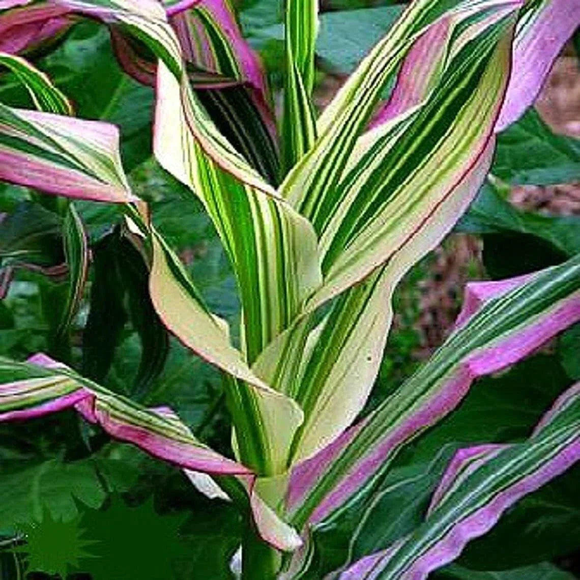 Candy Striped Corn Seeds - Pack of 20 - Non-GMO Sweet Corn Zea mays for Planting, Heirloom, Edible, Garden, Patio