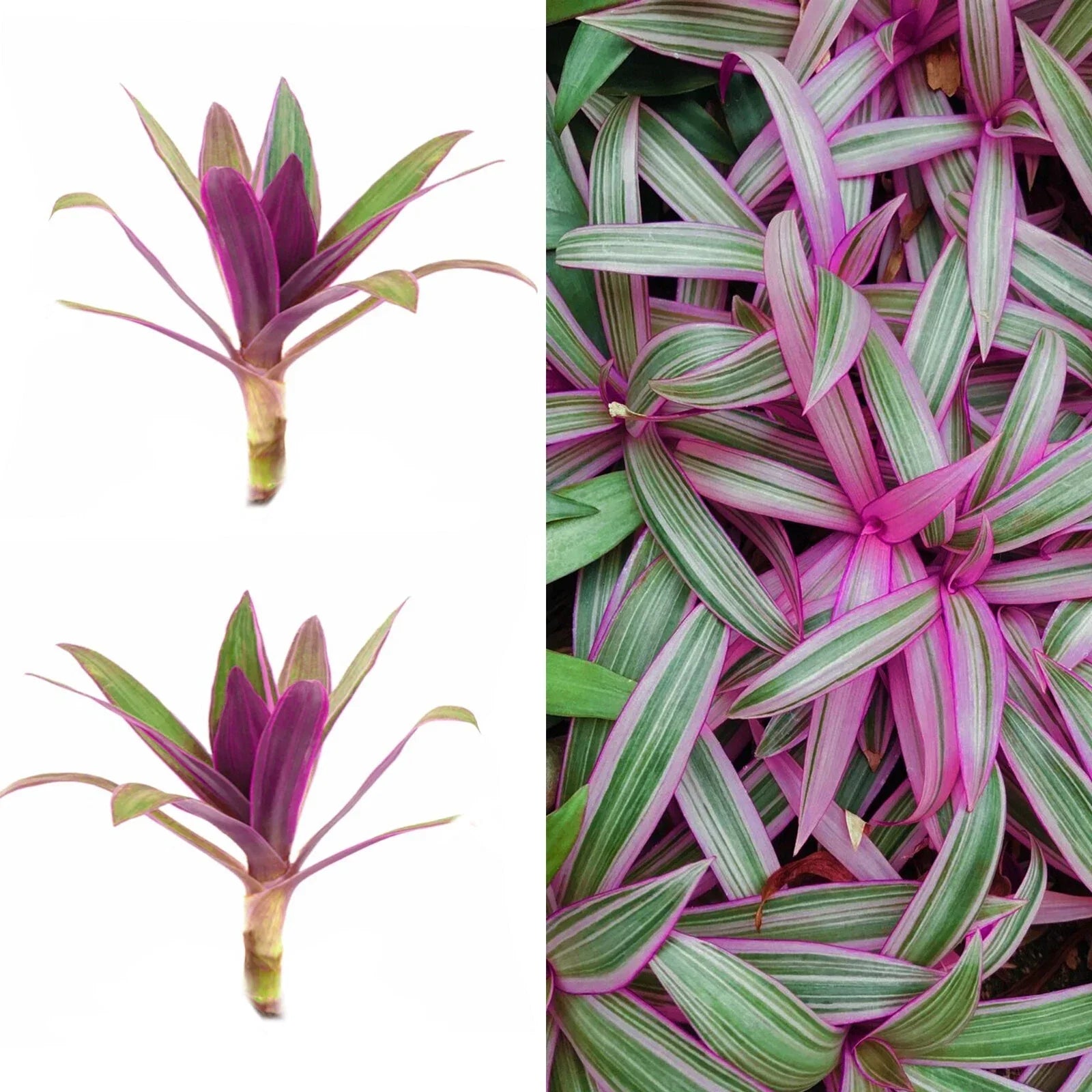 Live Plant Cuttings - Purple Tradescantia Spathacea, Oyster Plant, Moses Cradle, Tropical Houseplant, 2 Pack