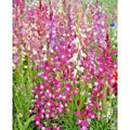 Snapdragon Seeds - 2000+ Northern Lights Mix, Colorful Antirrhinum majus for Spring & Fall Gardens, Pollinator Attracting Flowers