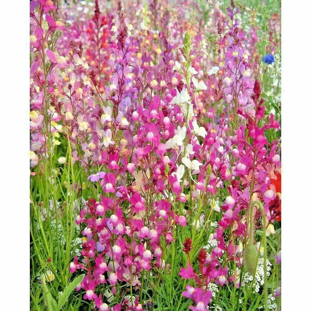Snapdragon Seeds - 2000+ Northern Lights Mix, Colorful Antirrhinum majus for Spring & Fall Gardens, Pollinator Attracting Flowers
