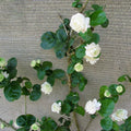 Arabian Sambac Jasmine Live Plant 6-9 Inches - Fragrant Double Flowers Jasminum sambac