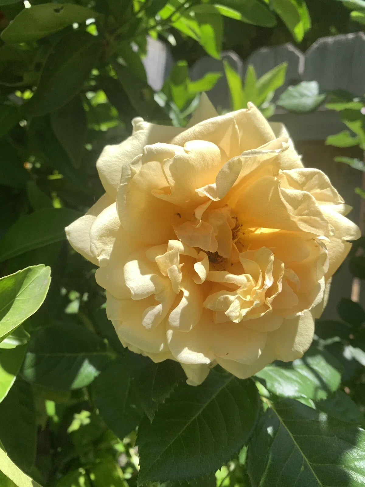 Pale Golden Fragrant Rose Cuttings 6-Inch Logs Rosa spp. 5 Pack, Climbing or Bush, No Roots