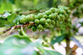 Dwarf Arabica Coffee Plant Seeds - 10 Pack | Coffea catura Indoor Coffee Tree Seeds for Home Growing