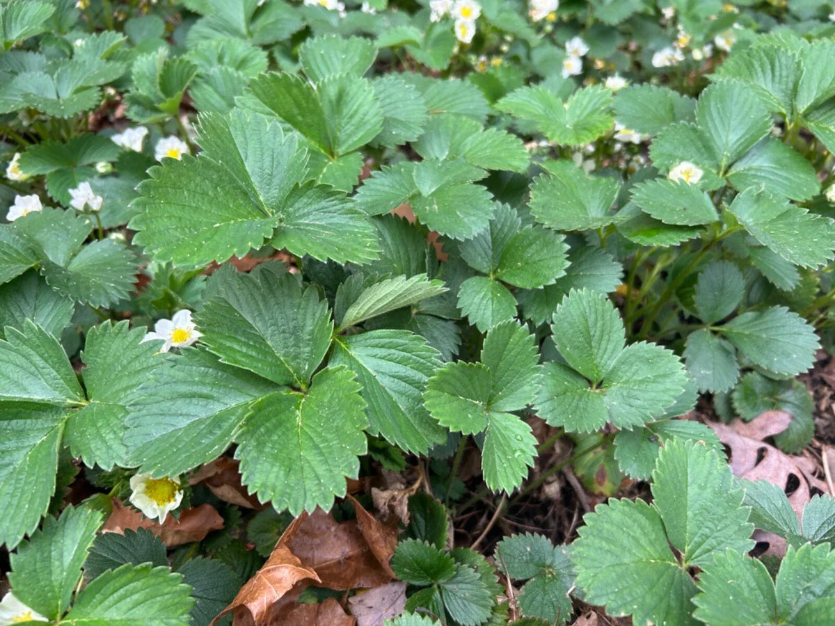 Everbearing Strawberry Plants - 10 Pack - Fragaria × ananassa - Perennial Edible Live Plants for Garden or Containers