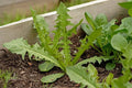 Italian Dandelion Seeds Bulk 500 - Edible Salad Garnish - Taraxacum officinale Herbaceous Perennial