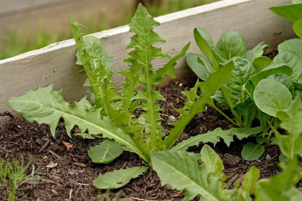 Italian Dandelion Seeds Bulk 500 - Edible Salad Garnish - Taraxacum officinale Herbaceous Perennial