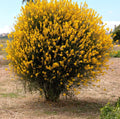 Spanish Broom Seeds - 20 Pack - Yellow Flowering Shrub - Spartium junceum - Drought-Tolerant Garden Plant