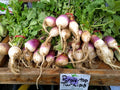Turnip Seeds 200 Count Purple Top White Globe Brassica rapa for Greens & Roots, Vegetable Garden Planting