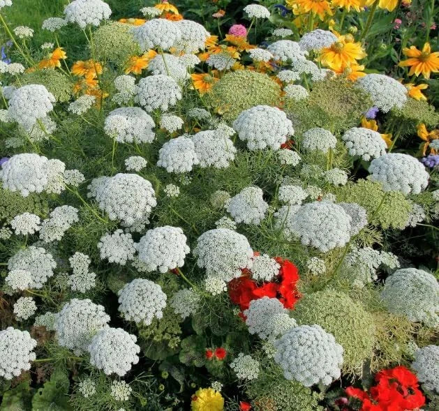 Bishop's Flower Seeds - 100+ Pack - Ammi Visnaga - Exotic Garden Flowers for Pollinators - Made in USA