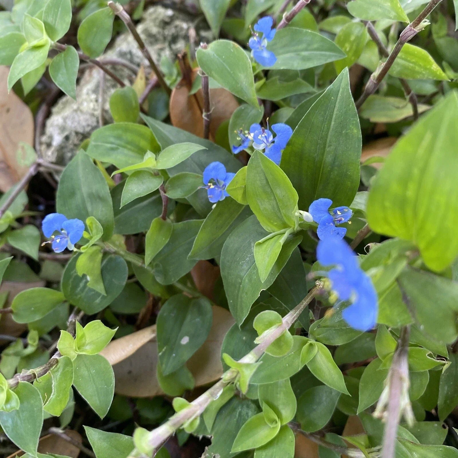 Commelina Diffusa Cuttings 15 Pack - 7 Inch Live Plant Cuttings for Ground Cover & Indoor Gardens