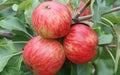 Foxwhelp Apple Seeds - 25+ Non-GMO Heirloom Malus domestica for Garden Planting, Cider Apples, USA Grown
