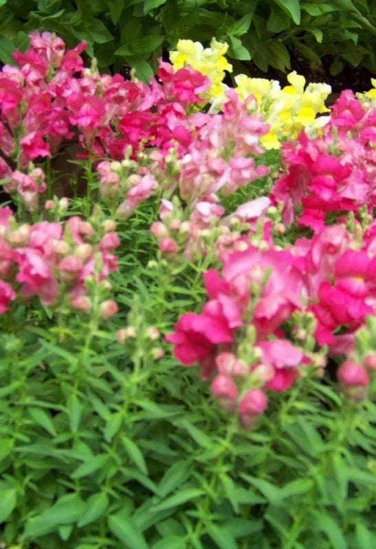 Snapdragon Seeds - Northern Lights Mix - 5000 Seeds - Antirrhinum majus - Vibrant Color, Easy to Grow, Pollinator Attractant