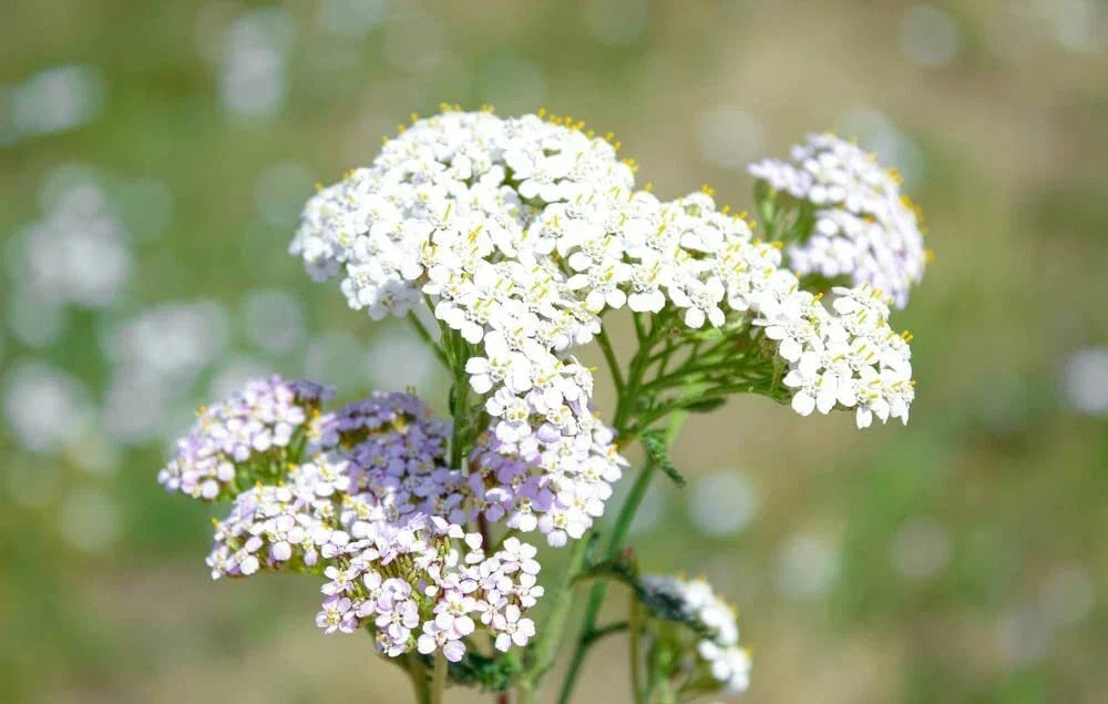 White Yarrow Seeds 1000 Count - Achillea Millefolium Drought-Resistant Perennial Flower for Gardens and Pollinator Habitats
