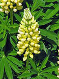 Golden Yellow Lupine Seeds, 20+ Premium Lupinus polyphyllus Flower Seeds for Garden, Borders & Wildflower Meadows