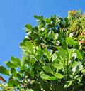 Clusia Rosea Autograph Tree - Small Rooted Plant - Pitch Apple Shrub - Indoor Outdoor Ornamental Foliage