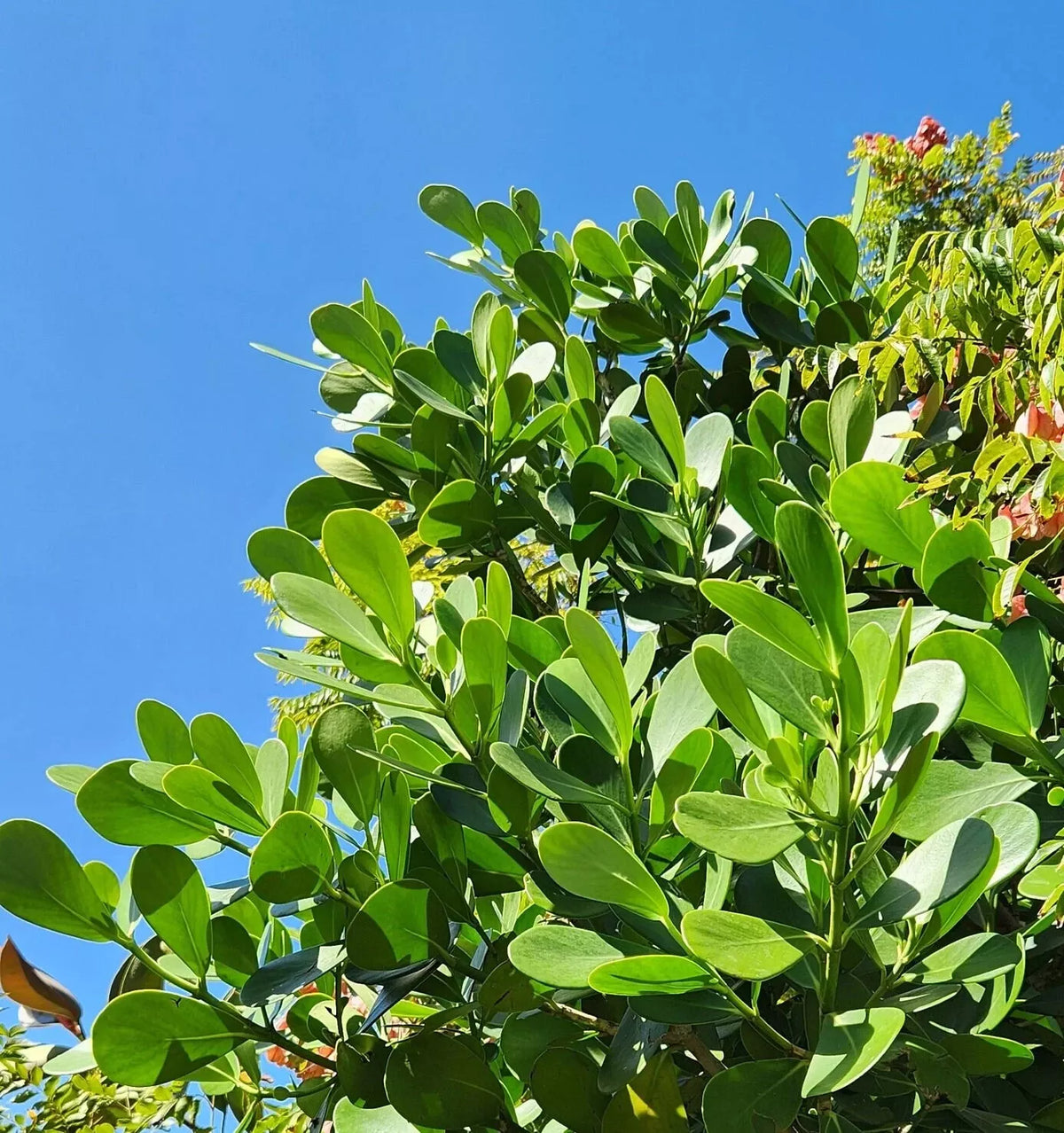 Clusia Rosea Autograph Tree - Small Rooted Plant - Pitch Apple Shrub - Indoor Outdoor Ornamental Foliage