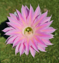 Echinopsis Hybrid Cactus Offset 4-6 Inches Rooted Succulent Rare Clumping Plant Echinopsis spp.