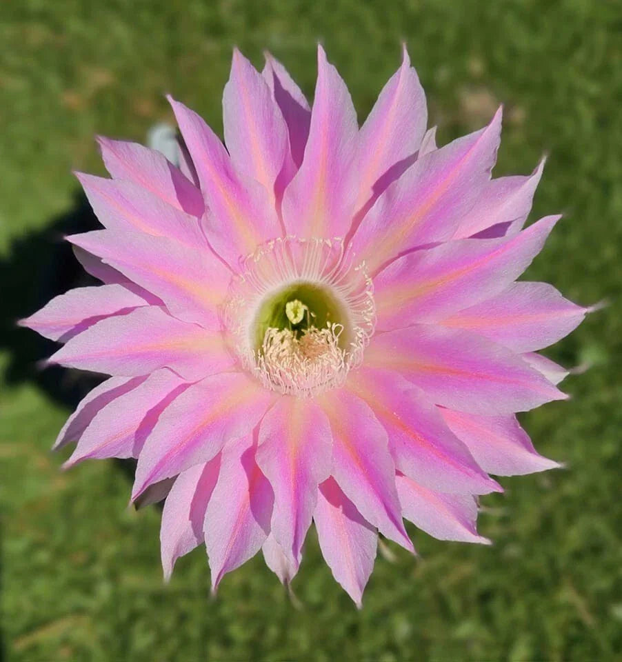 Echinopsis Hybrid Cactus Offset 4-6 Inches Rooted Succulent Rare Clumping Plant Echinopsis spp.