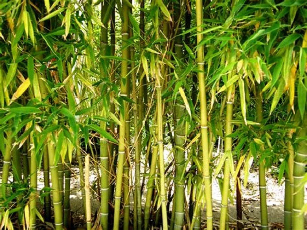 Yellow Bamboo Seeds - Clumping Bambusa vulgaris var. vittata for Privacy Screen & Garden Shade, 50 Pack