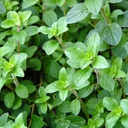 Italian Oregano Seeds - 2,000 Non-GMO Heirloom Seeds - Origanum vulgare subsp. hirtum - Culinary Herb for Garden or Containers