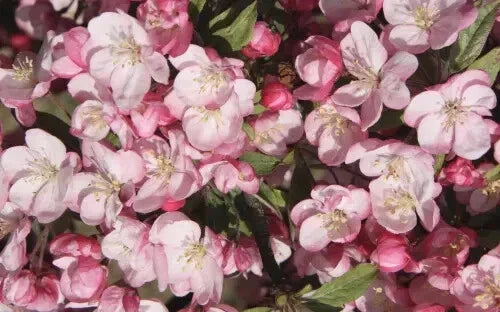 Coralburst Crabapple Seeds - 25+ Malus 'Coralburst' for Garden Planting, Ornamental Tree, Pink Flowers, Vibrant Fruits
