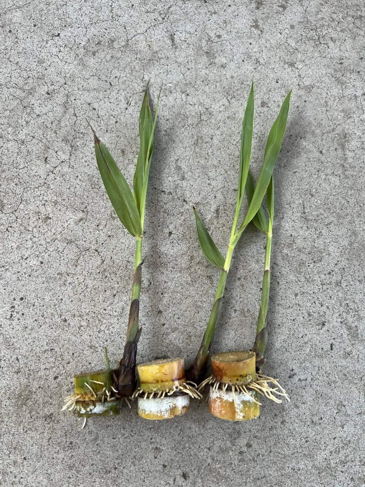 Rooted Sugarcane Cuttings - 3 pcs Tropical Saccharum officinarum for Home Garden & Container Planting