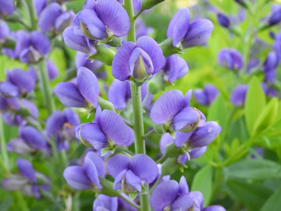 Live Baptisia Australis Blue Indigo Plant – Perennial Flowering Shrub with Abundant Blue Blooms, Drought-Resistant, Pollinator-Friendly