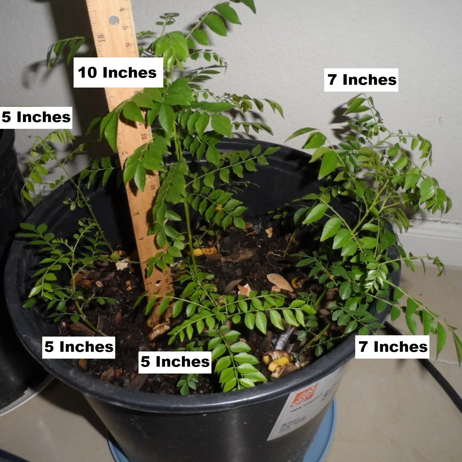 Fragrant Curry Leaf Plant - 4-7 Inch Rooted Potted Starter - Murraya koenigii - Culinary Herb for Indoor & Outdoor Gardening
