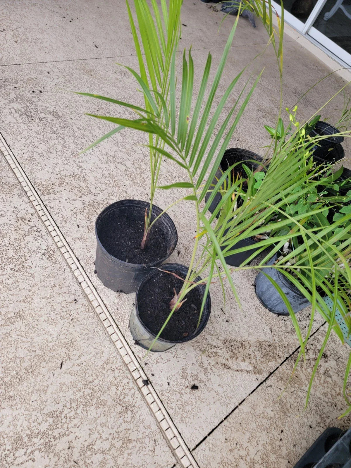 Triangle Palm Trees - 2 Bare Root Plants - Dypsis decaryi - Indoor Outdoor Tropical Foliage