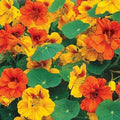 Dwarf Nasturtium Seeds - Tom Thumb Mix Edible Flowers Pollinator Attractor Non-GMO 25 Seeds