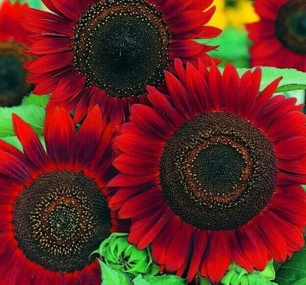 Red Sun Sunflower Seeds - 30+ Annual Helianthus annuus for Bees & Birds, Garden Flowers, Full Sun