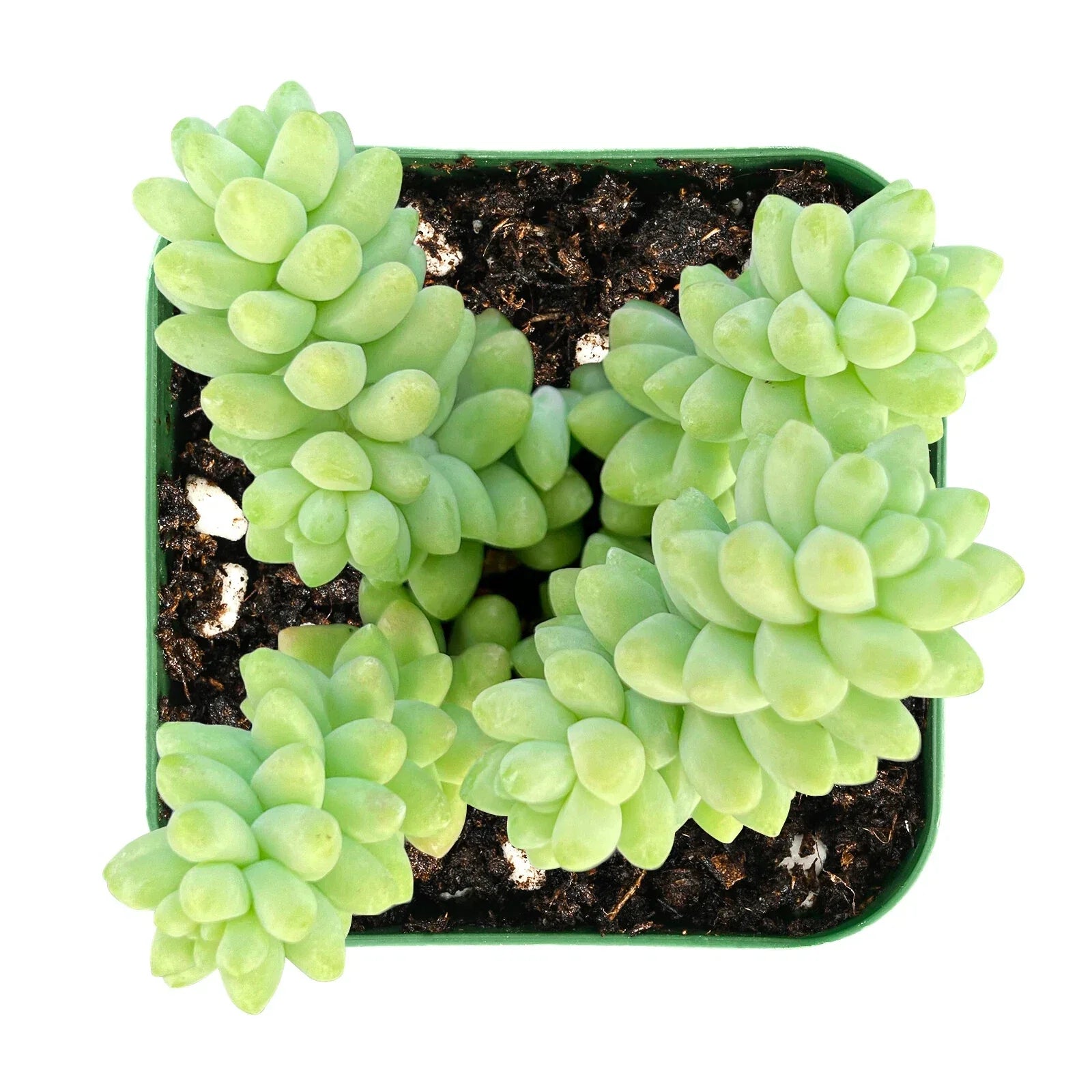 Burro's Tail Succulent Plant in 2'' Pot | Sedum Morganianum | Trailing Donkey's Tail Cactus