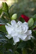 Gardenia Jasminoides Potted Plant – Double White Fragrant Flowers – Evergreen Shrub for Garden or Indoor Use
