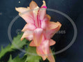 Thanksgiving Cactus Cuttings - 3 Unrooted Gold Charm Schlumbergera for Propagation, Indoor Gardening, Holiday Decor