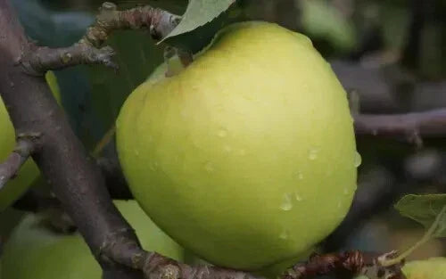Morgan Sweet Apple Seeds - Organic Garden Planting Seeds for Malus domestica - USA Grown, Full Sun, 25+ Seeds