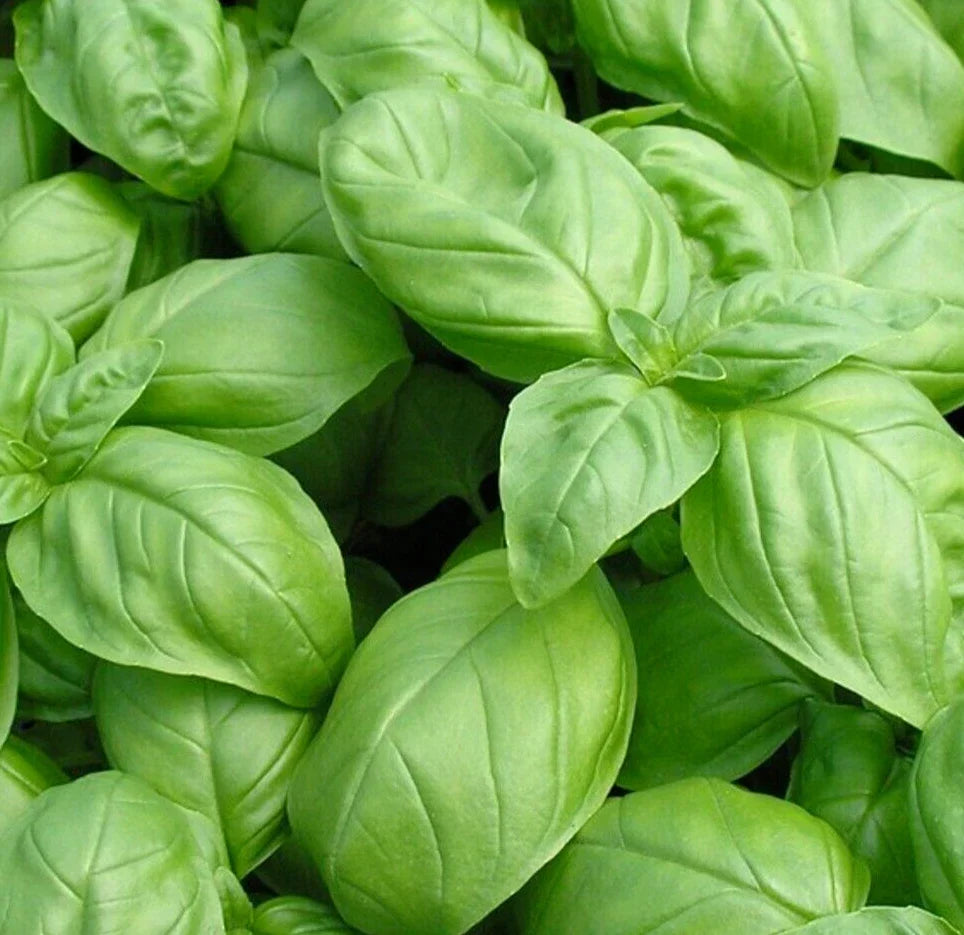 Italian Large Leaf Basil Seeds - Non-GMO Herb Seeds for Indoor & Outdoor Gardens - Ocimum basilicum, 600+ Seeds