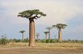 Baobab Tree Seeds - 5 Pack - Adansonia Digitata - Drought-Resistant Tropical Tree for Garden or Landscape