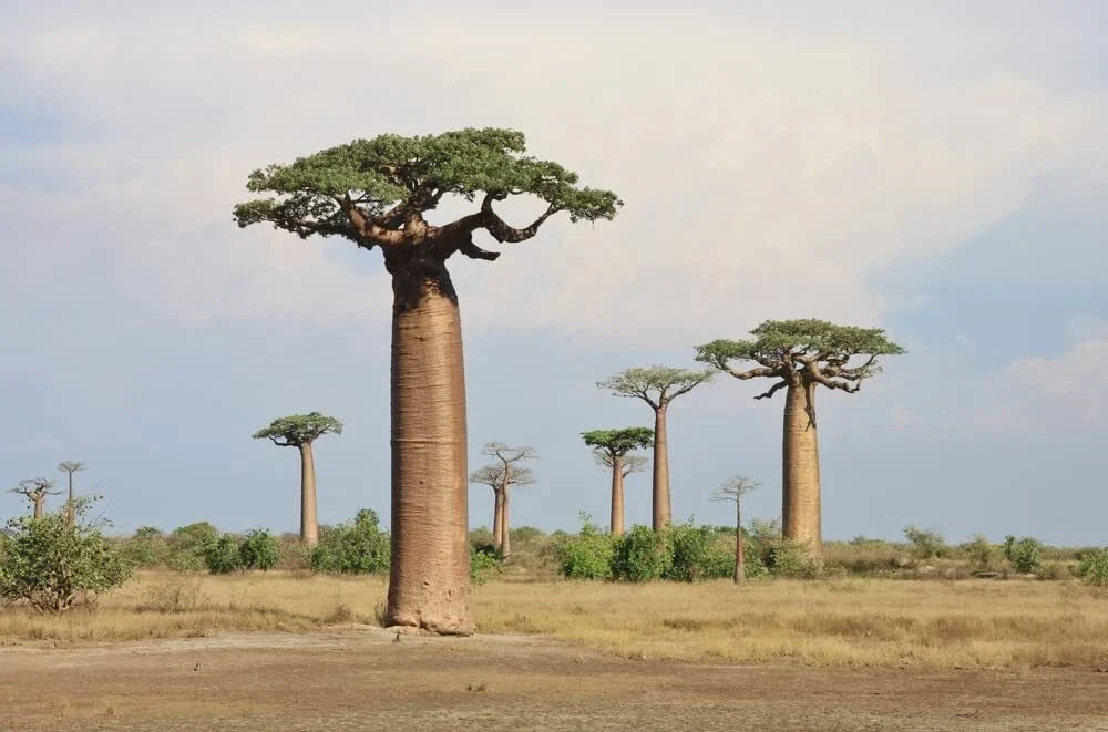Baobab Tree Seeds - 5 Pack - Adansonia Digitata - Drought-Resistant Tropical Tree for Garden or Landscape