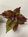 Coleus Indian Summer Live Rooted Starter Plant - Vibrant Ornamental Foliage for Indoor and Outdoor Gardening