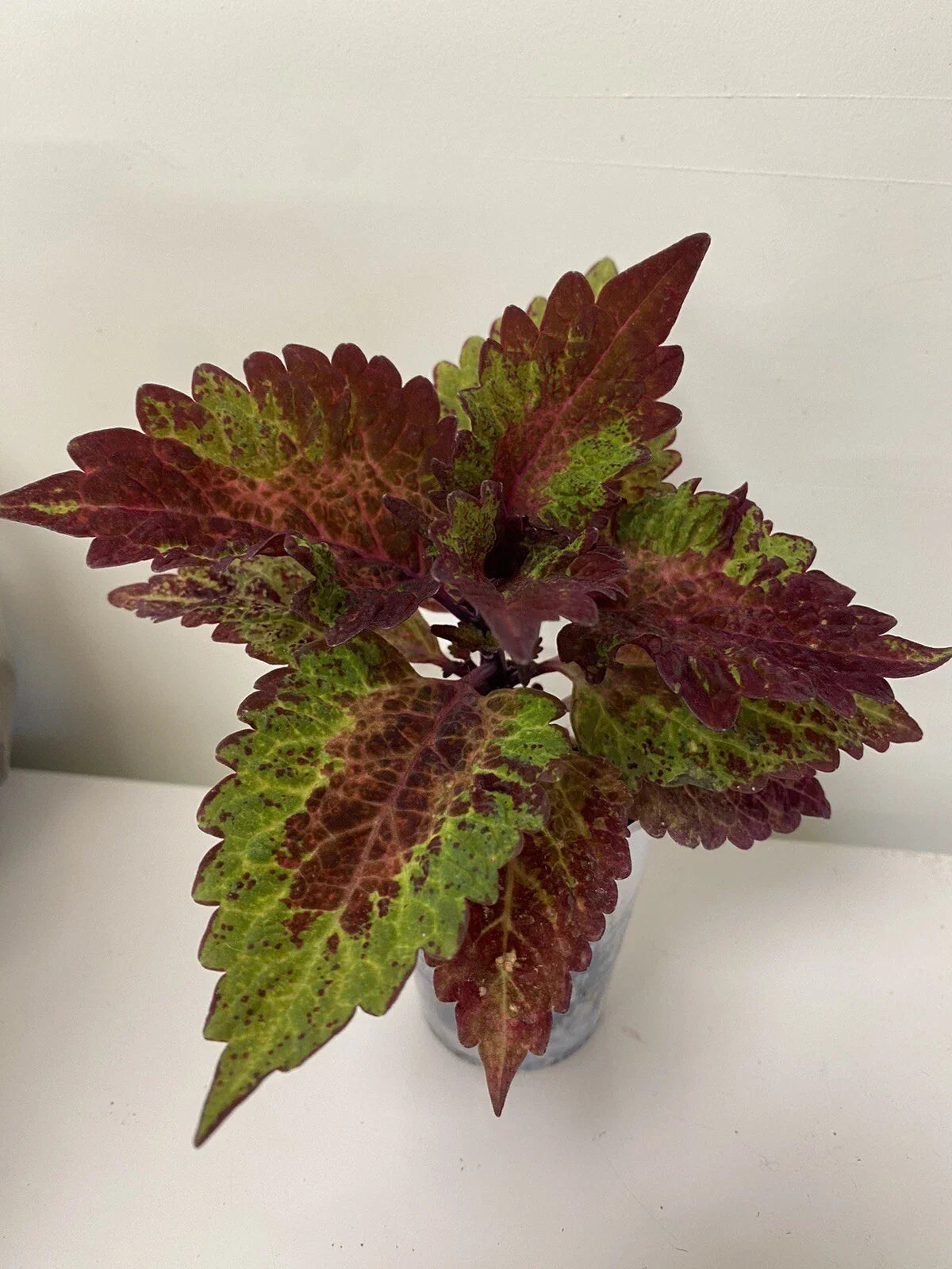 Coleus Indian Summer Live Rooted Starter Plant - Vibrant Ornamental Foliage for Indoor and Outdoor Gardening