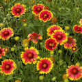 Indian Blanket Seeds - 315 Drought-Resistant Gaillardia pulchella Pack for Wildflower Gardens