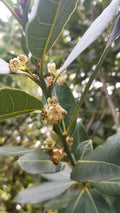 Bay Laurel Tree Cuttings - 5 Stem Propagation for Culinary Use - Laurus nobilis - Indoor/Outdoor Gardening