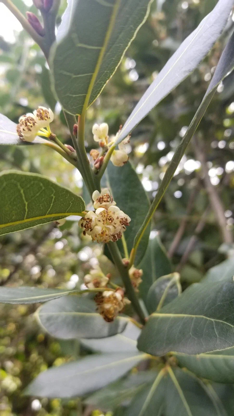 Bay Laurel Tree Cuttings - 5 Stem Propagation for Culinary Use - Laurus nobilis - Indoor/Outdoor Gardening
