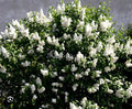 Madame Lemoine Lilac Starter Plant - 4-8 Inch Syringa vulgaris Well-Rooted Shrub for Garden Landscaping