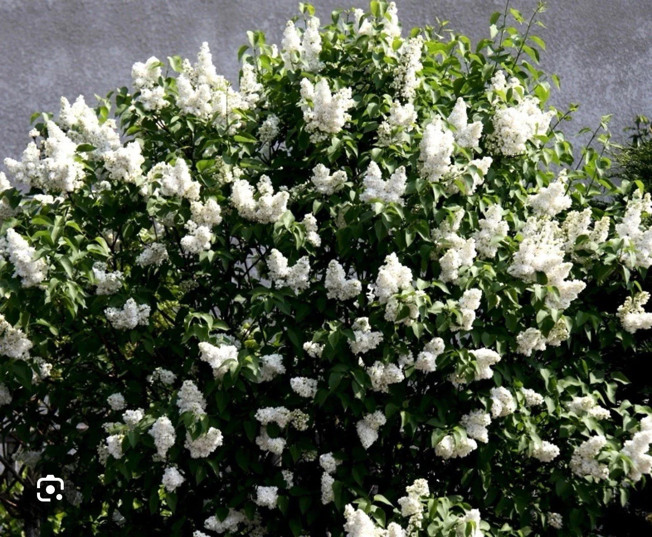 Madame Lemoine Lilac Starter Plant - 4-8 Inch Syringa vulgaris Well-Rooted Shrub for Garden Landscaping