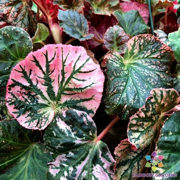Midnight Sun Begonia Seeds - 25+ Pack, Vibrant Flowers, Tuberhybrida, Garden Planting, Non-GMO, USA Grown