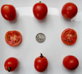 Northern Delight Seeds - Very Early Variety for Quick Harvest, 25 Fresh Non-GMO Seeds for Home Garden, Container & Raised Bed Planting