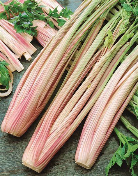 Peppermint Celery Seeds - Organic Apium graveolens Herb Garden Starter, Culinary & Aromatic Plant Seeds